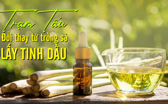 Trạm Tấu - Đổi thay từ trồng sả lấy tinh dầu