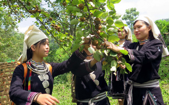 Chính sách hỗ trợ tiêu thụ sản phẩm vùng đồng bào dân tộc thiểu số và miền núi
