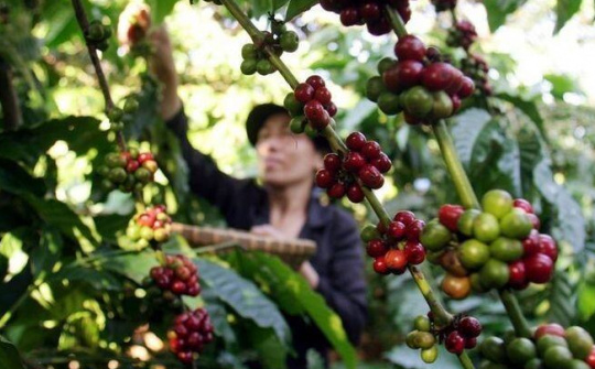 Giá cà phê hôm nay 3/10: Đồng USD lên đỉnh 10 tháng, gây áp lực lên giá trên thị trường
