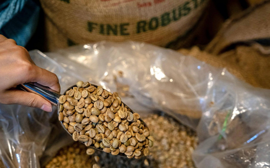 Giá cà phê hôm nay 30/10: Tồn kho cà phê Robusta thế giới lên cao nhất 2 tuần