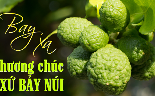 Bay xa hương chúc xứ Bảy Núi