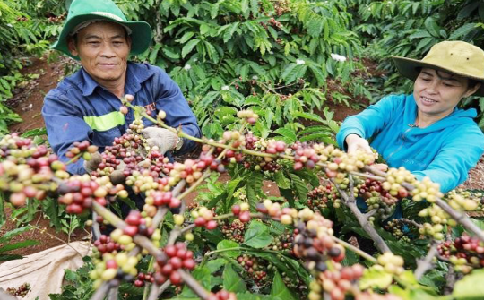 EU cấm hàng hóa xuất xứ từ phá rừng: Biến khó khăn, thách thức thành cơ hội