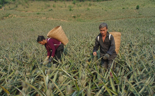 Những cây "xóa nghèo" của Mường Chà