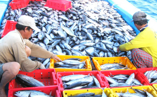 Tập trung thực hiện các giải pháp cấp bách, trọng tâm chống khai thác IUU