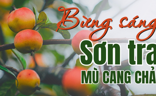 Bừng sáng Sơn tra Mù Cang Chải