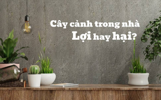 Cây cảnh trồng trong nhà liệu có khiến con người khỏe?