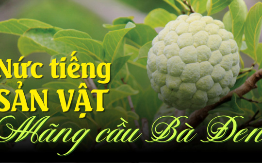 Nức tiếng sản vật Mãng cầu Bà Đen