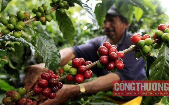 Giá cà phê hôm nay 6/10: Lo ngại tình trạng phá rừng để trồng cà phê tái diễn