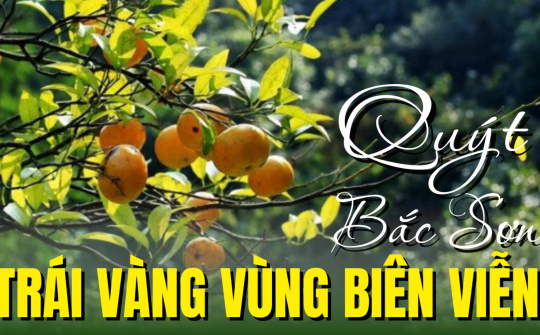 Quýt Bắc Sơn - Trái vàng vùng biên viễn