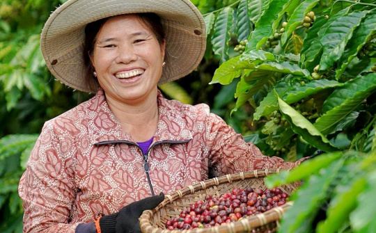 Giá cà phê hôm nay 9/10: Thị phần cà phê của Việt Nam tại Đức tăng đáng kể