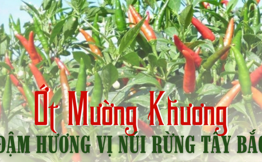 Ớt Mường Khương - Đậm hương vị núi rừng Tây Bắc