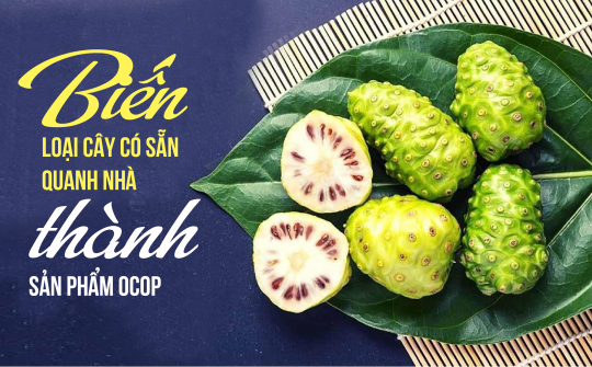 Biến loại cây có sẵn quanh nhà thành sản phẩm OCOP