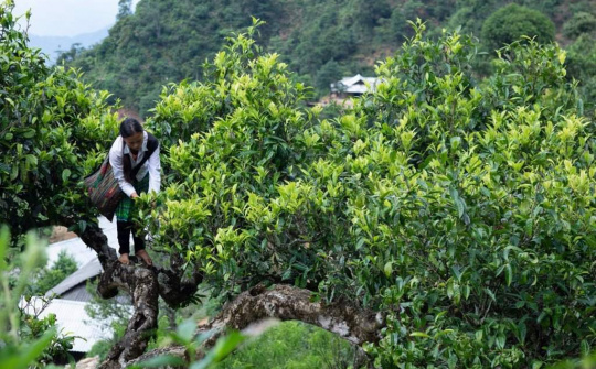 Thay đổi tư duy, cách làm trà của bà con miền núi