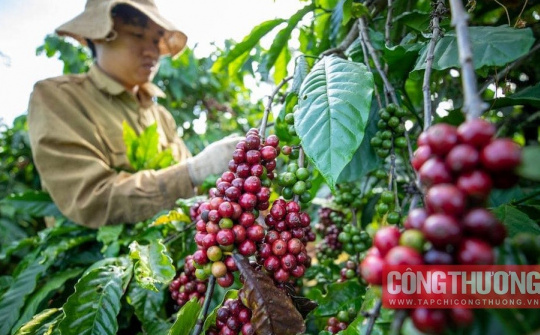 Giá cà phê hôm nay 10/11: Xuất khẩu cà phê Việt Nam chạm đáy 12 năm