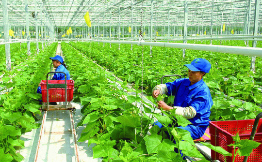 Cùng nông dân kiến tạo thế giới xanh bằng nông nghiệp hữu cơ