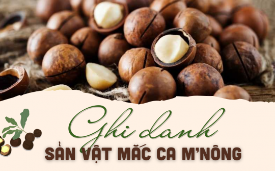 Ghi danh sản vật Mắc ca M’Nông