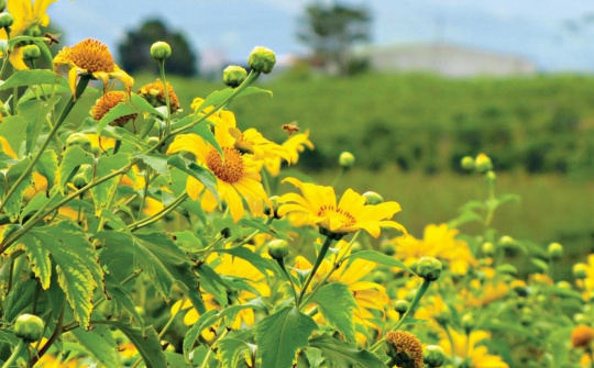 Vẻ đẹp diễm lệ của hoa dã quỳ trên đỉnh núi lửa Chư Đang Ya