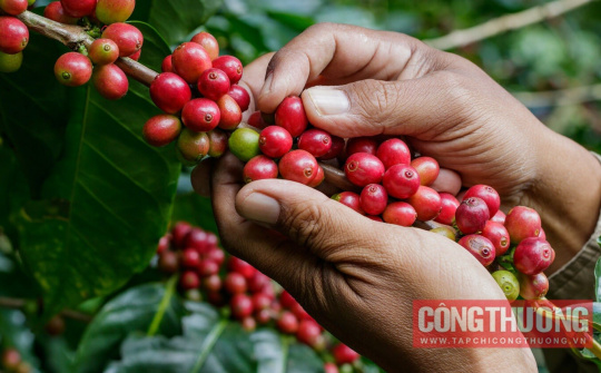 Giá cà phê hôm nay 15/11: Cà phê Việt Nam vượt Brazil, chiếm lĩnh phần lớn thị trường Tây Ban Nha