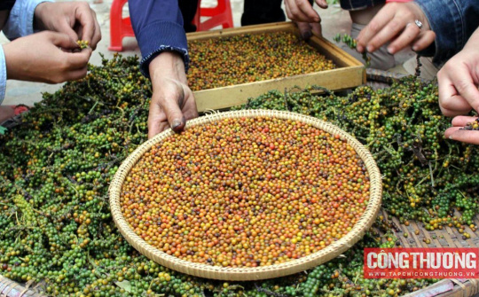 Giá tiêu hôm nay 16/11: Châu Âu, Mỹ sẽ đẩy mạnh nhập khẩu trong những tháng cuối năm