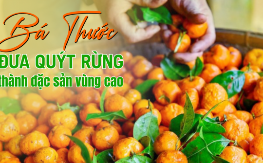 Bá Thước đưa quýt rừng thành đặc sản vùng cao