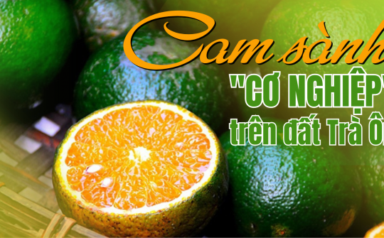 Cam sành - Cơ nghiệp nơi đất Trà Ôn