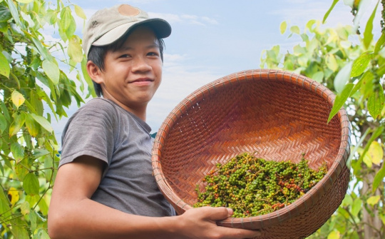 Giá tiêu hôm nay 4/11: Lội ngược dòng, xuất khẩu tiêu trắng bất ngờ tăng trong quý 3/2023