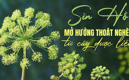 Sìn Hồ - Mở hướng thoát nghèo từ cây dược liệu