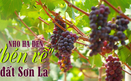 Nho Hạ Đen “bén rễ” đất Sơn La