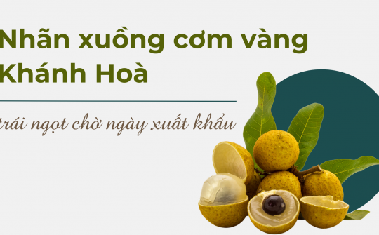 Nhãn xuồng cơm vàng Khánh Hoà - trái “ngọt” chờ ngày xuất khẩu