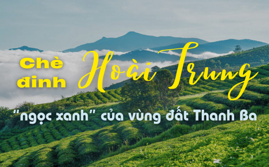 Chè đinh Hoài Trung - “ngọc xanh” của vùng đất Thanh Ba