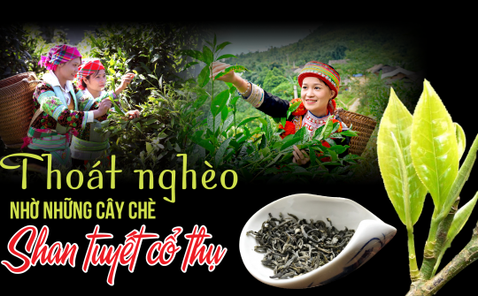 Thoát nghèo nhờ những cây chè Shan Tuyết cổ thụ