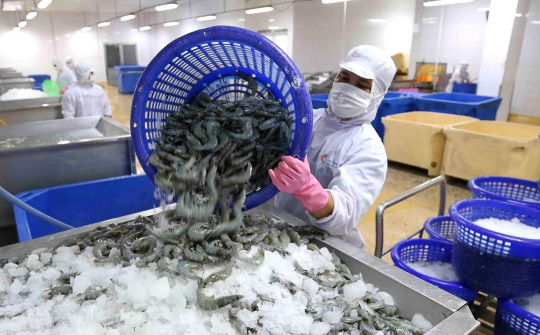 Xuất khẩu tôm gặp khó, “vua tôm” Thủy sản Minh Phú (MPC) báo lỗ ròng 110 tỷ đồng