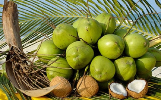 Vườn Dừa Bé Thảo: điểm đến của những du khách thích sự khám phá