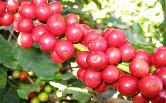 Cà phê Việt tăng thị phần tại Italy