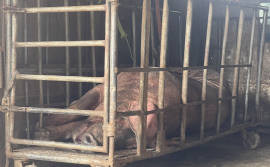 Hưng Yên: Ngăn chặn kịp thời lợn nái đã chết, biến đổi màu sắc đang trên đường tiêu thụ