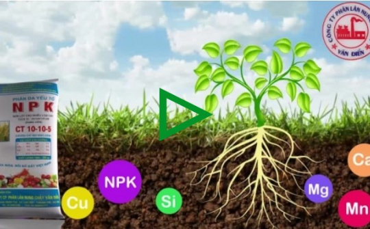 Chè Thái Nguyên tăng năng suất 2 - 3 lần nhờ Phân bón Văn Điển