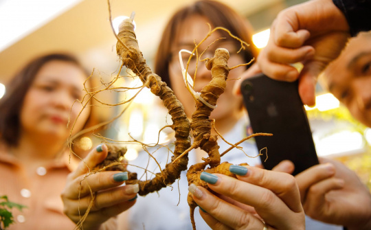 Nhận diện đúng sâm Ngọc Linh trên thị trường