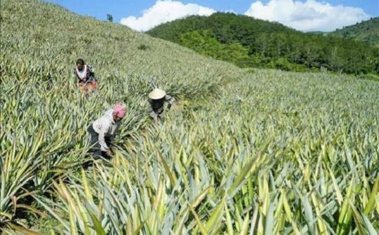 Huyện Mường Chà (Điện Biên): Tích cực triển khai Đề án tái cơ cấu ngành nông nghiệp