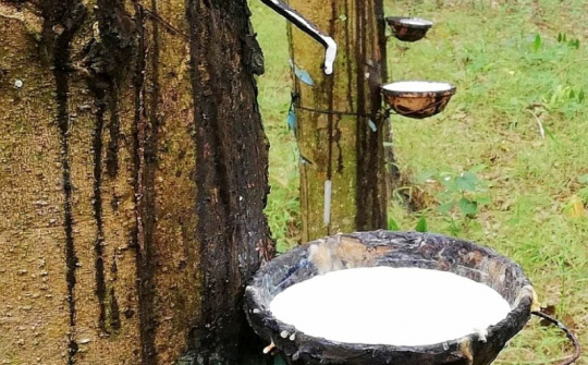 Giá cao su ngày 13/4 trên sàn TOCOM tăng nhẹ