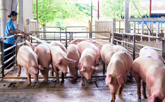 Giá lợn hơi ngày 14/4: Thị trường tiếp tục ghi nhận tín hiệu tốt