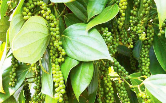 Giá tiêu ngày 15/4 tiếp tục ổn định, xuất khẩu sang một số thị trường trong quý I giảm