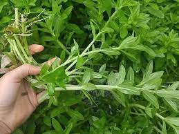 Ảnh hưởng của các điều kiện trích ly bằng ethanol đến hàm lượng polyphenol, triterpenoid và khả năng kháng oxy hóa của dịch chiết rau ngổ trâu