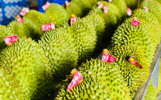 Việt Nam tiếp tục là nguồn cung sầu riêng lớn nhất cho Đài Loan (Trung Quốc)