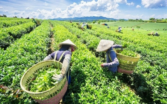 Xuất khẩu chè quý I: Lượng và trị giá giảm, đơn giá bình quân tăng