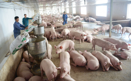 Giá lợn hơi ngày 21/4: Biến động trái chiều giữa các khu vực