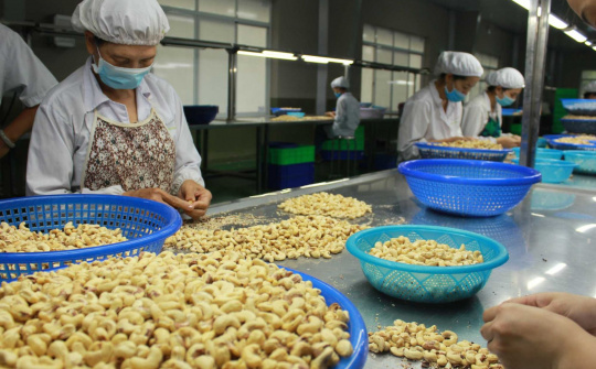 Cảnh báo rủi ro xuất khẩu: Kinh nghiệm từ 5 container điều tại Algeria