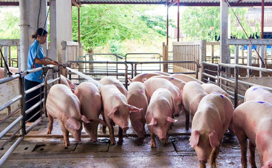 Giá lợn hơi ngày 22/4: Tăng 1.000 đồng/kg tại một số địa phương phía Nam