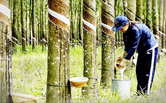 Giá cao su ngày 25/4: Tăng đồng loạt trên các sàn giao dịch
