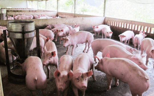 Giá lợn hơi ngày 27/4: Biến động nhẹ, thấp nhất ở mức 51.000 đồng/kg