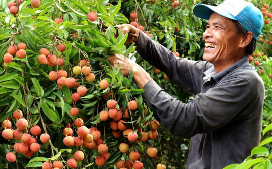 Mở rộng thị trường tiêu thụ vải thiều Thanh Hà trong nước và xuất khẩu